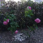 With Gardens Apartament
