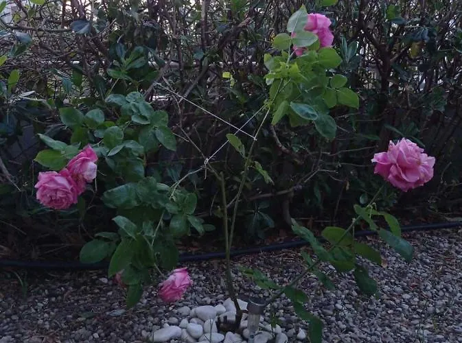 With Gardens Appartement