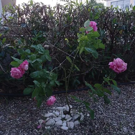 With Gardens Lejlighed