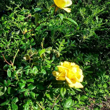 With Gardens * Lefkada City