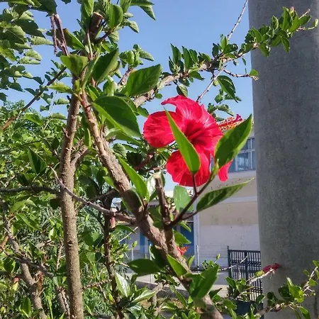 Lejlighed With Gardens