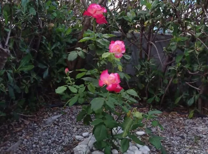 With Gardens Appartamento