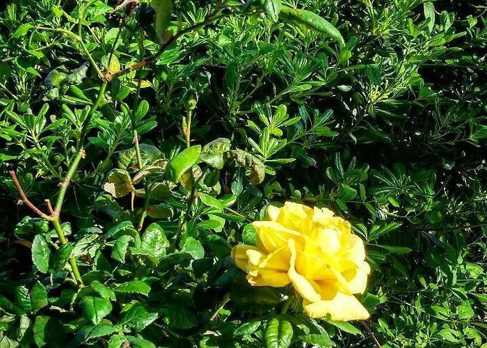 With Gardens * Lefkáda