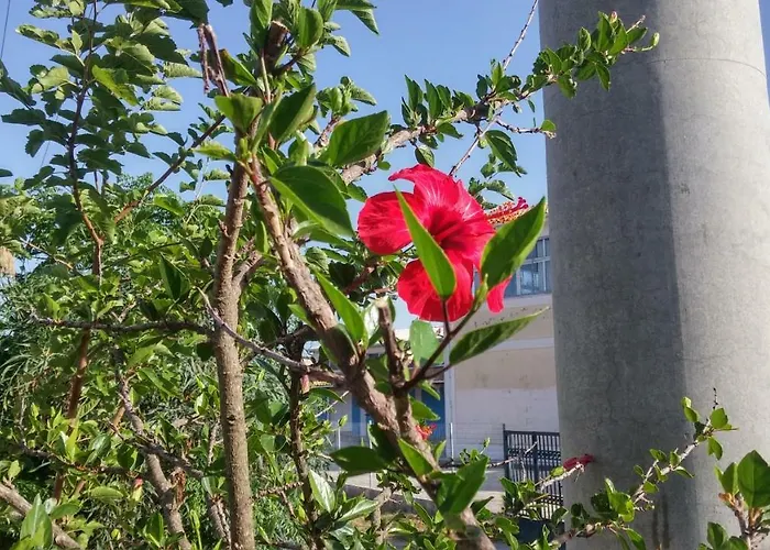 Appartamento With Gardens